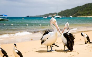 top family friendly beaches moreton bay top family friendly beaches moreton bay