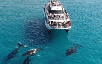 whale watching moreton bay accommodation petrie mill motel whale watching moreton bay accommodation petrie mill motel