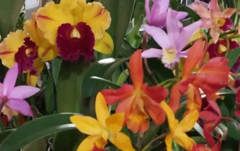 Aspley Orchid Society Inc Summer Show 2026