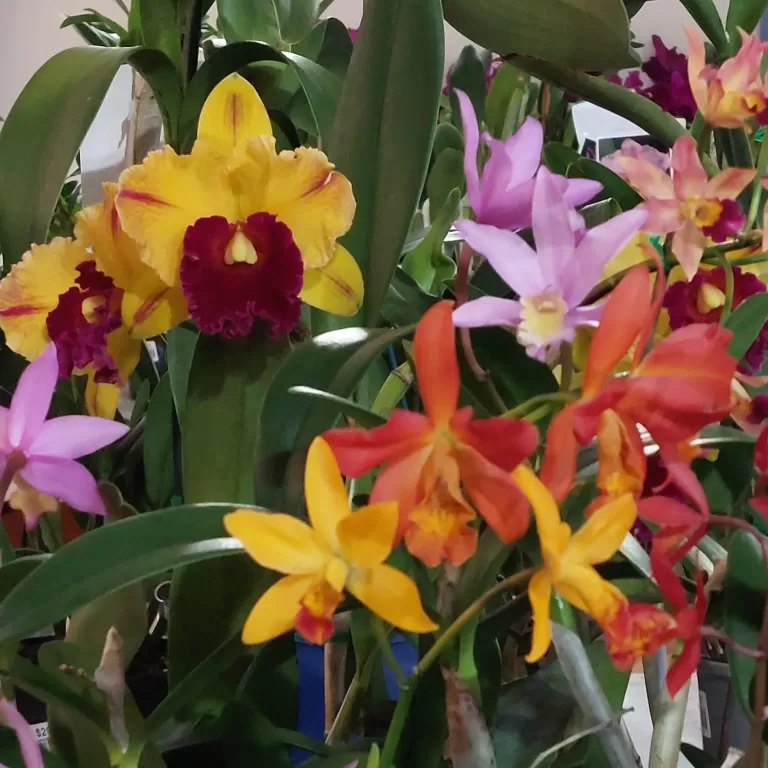 Aspley Orchid Society Inc Summer Show 2026