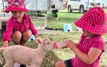 Farmyard fun day at Redcliffe Museum