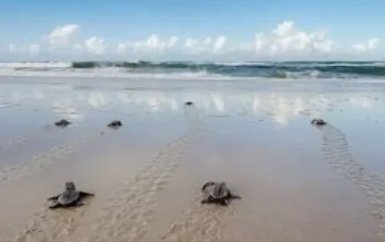 Who’s Hatching on Bribie Island