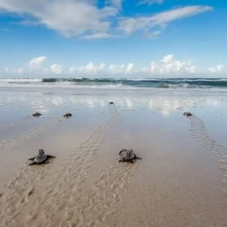 Who’s Hatching on Bribie Island