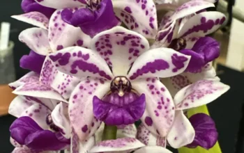 North Moreton Queensland Orchid Council Winter Show