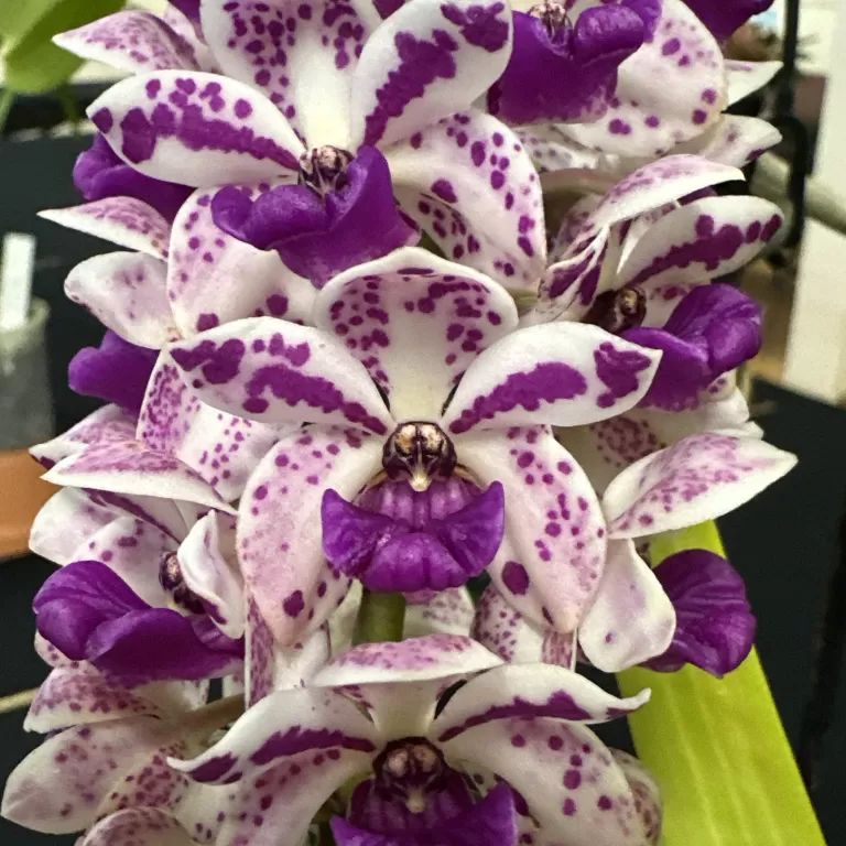 North Moreton Queensland Orchid Council Winter Show