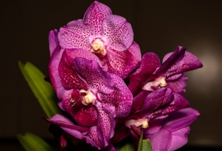 Pine Rivers Orchid Society Spring 2026 Show